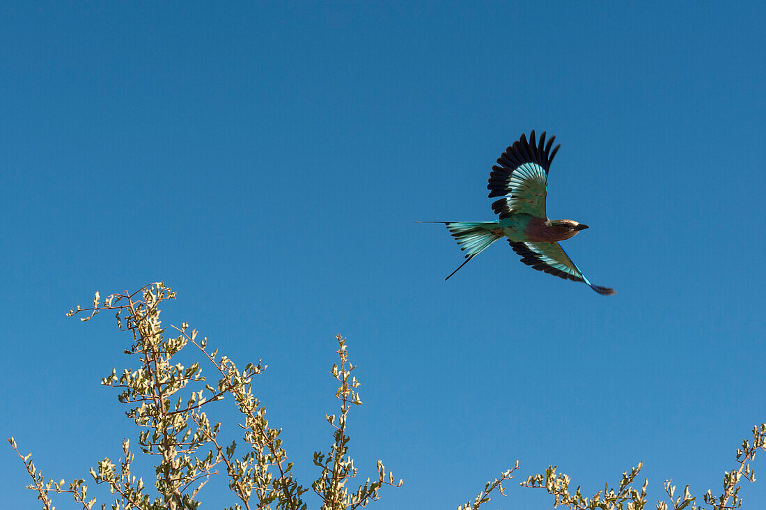 Portrait of a lilac-breasted roller, Coracias caudatus, in flight. Khwai Concession Area, Okavango Delta, Botswana.