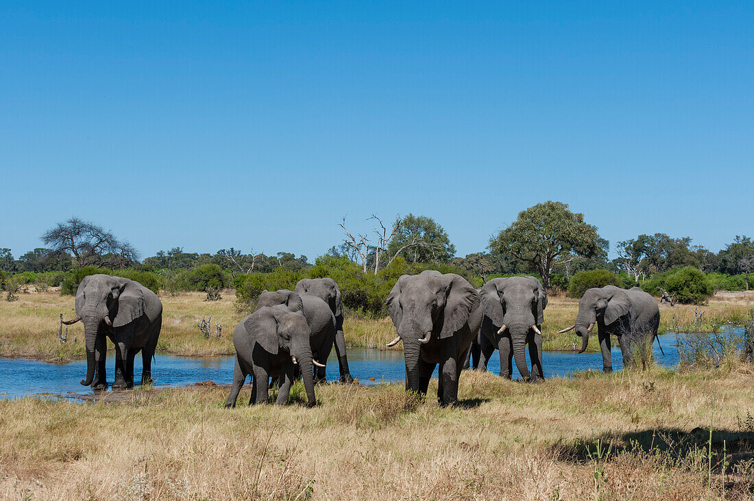 Eine Herde afrikanischer Elefanten, Loxodonta africana, beim Trinken und Ausruhen. Khwai-Konzessionsgebiet, Okavango-Delta, Botsuana.