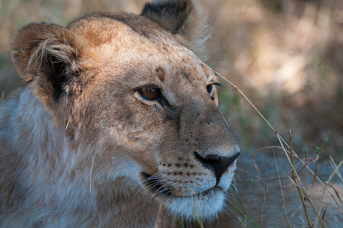 Nahaufnahme einer Löwin, Panthera leo, beim Ruhen. Khwai-Konzessionsgebiet, Okavango-Delta, Botsuana.