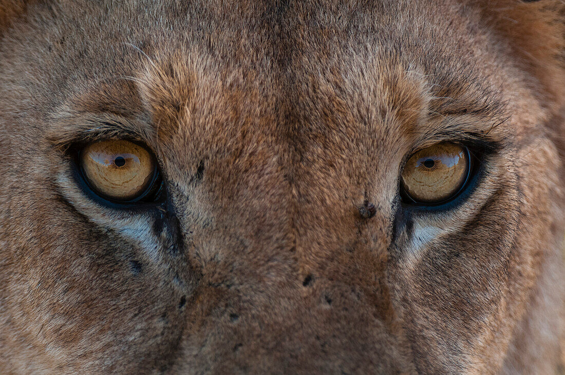 Nahaufnahme der Augen einer Löwin, Panthera leo. Khwai-Konzessionsgebiet, Okavango-Delta, Botsuana.