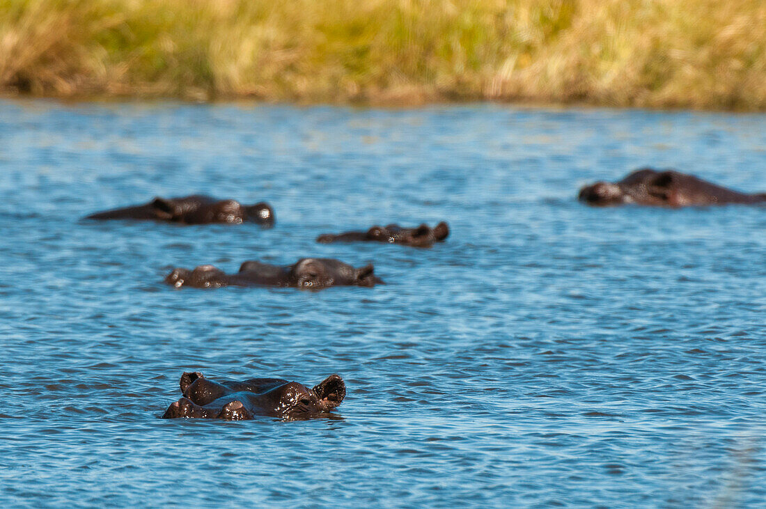 Eine Gruppe von Flusspferden, Hippopotamus amphibius, untergetaucht in einem Teich. Khwai-Konzessionsgebiet, Okavango-Delta, Botsuana.