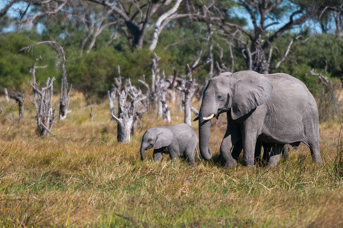 A female African elephant, Loxodonta africana, and her calf. Khwai Concession Area, Okavango Delta, Botswana.