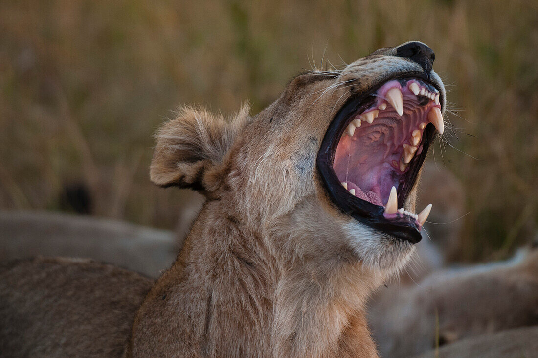 Nahaufnahme einer Löwin, Panthera leo, beim Gähnen. Khwai-Konzessionsgebiet, Okavango-Delta, Botsuana.