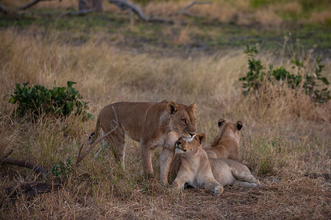 A group of lionesses, Panthera leo, resting together. Khwai Concession Area, Okavango Delta, Botswana.