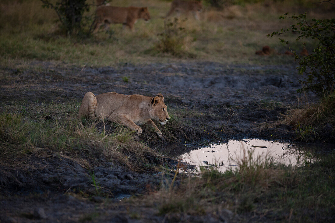 A lioness, Panthera leo, crouching at a waterhole. Other lions mill about in the background. Khwai Concession Area, Okavango Delta, Botswana.