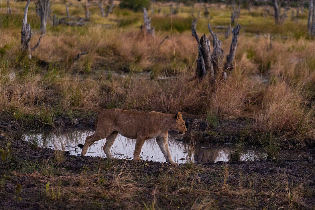 Eine Löwin, Panthera leo, geht um ein Wasserloch herum. Khwai-Konzessionsgebiet, Okavango-Delta, Botsuana.