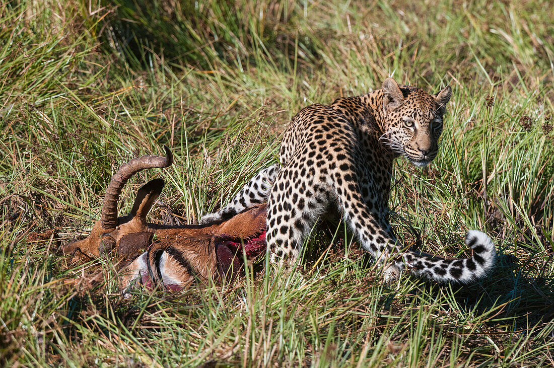 Ein Leopard, Panthera pardus, frisst einen Impala-Kadaver im hohen Gras. Khwai-Konzessionsgebiet, Okavango-Delta, Botsuana.