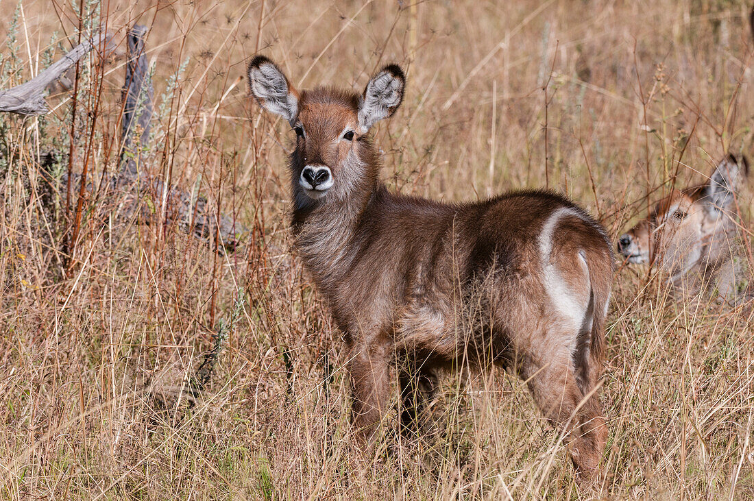 Portrait of a young waterbuck, Kobus ellipsiprymnus. Khwai Concession Area, Okavango Delta, Botswana.