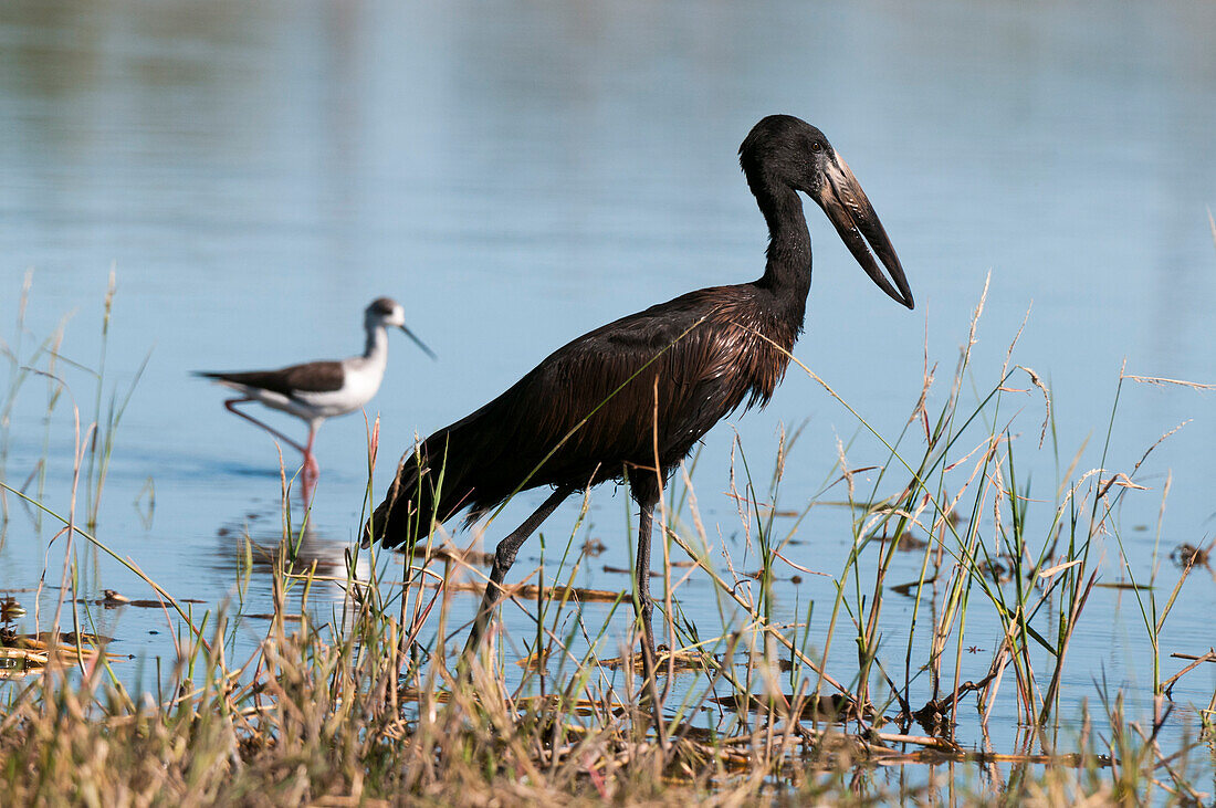 Ein Afrikanischer Weißschnabelstorch, Anastomus lamelligerus, und ein Schwarzflügelstelzenläufer, Himantopus himantopus, auf der Jagd am Wasser. Khwai-Konzessionsgebiet, Okavango-Delta, Botsuana.