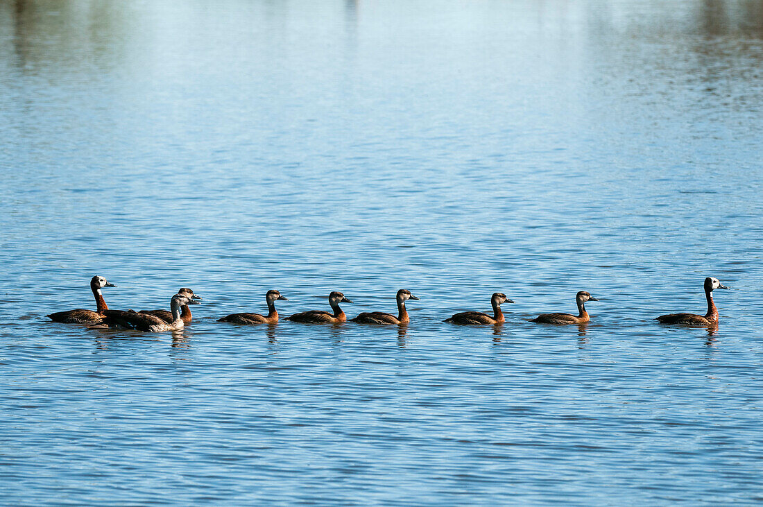 Sporngänse, Plectopterus gambensis, und ihre Gänseküken beim Schwimmen. Khwai-Konzessionsgebiet, Okavango-Delta, Botsuana.