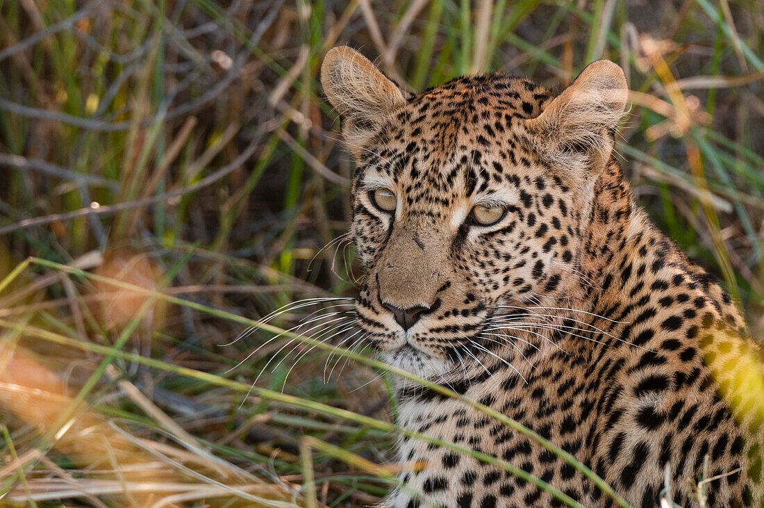 Nahaufnahme eines Leoparden, Panthera pardus. Khwai-Konzessionsgebiet, Okavango-Delta, Botsuana.