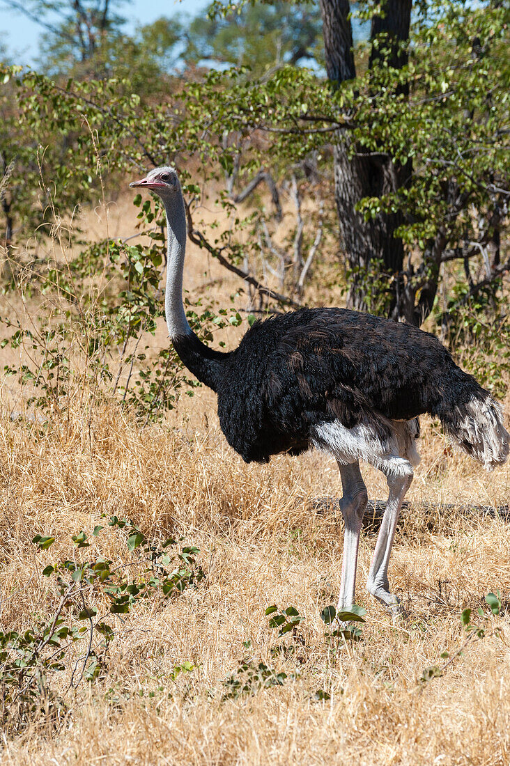 Portrait of an ostrich, Struthio camelus. Khwai Concession Area, Okavango Delta, Botswana.