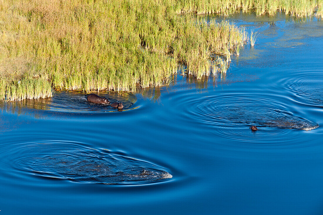 Aerial view of hippopotamuses, Hippopotamus amphibius, in water. Okavango Delta, Botswana.