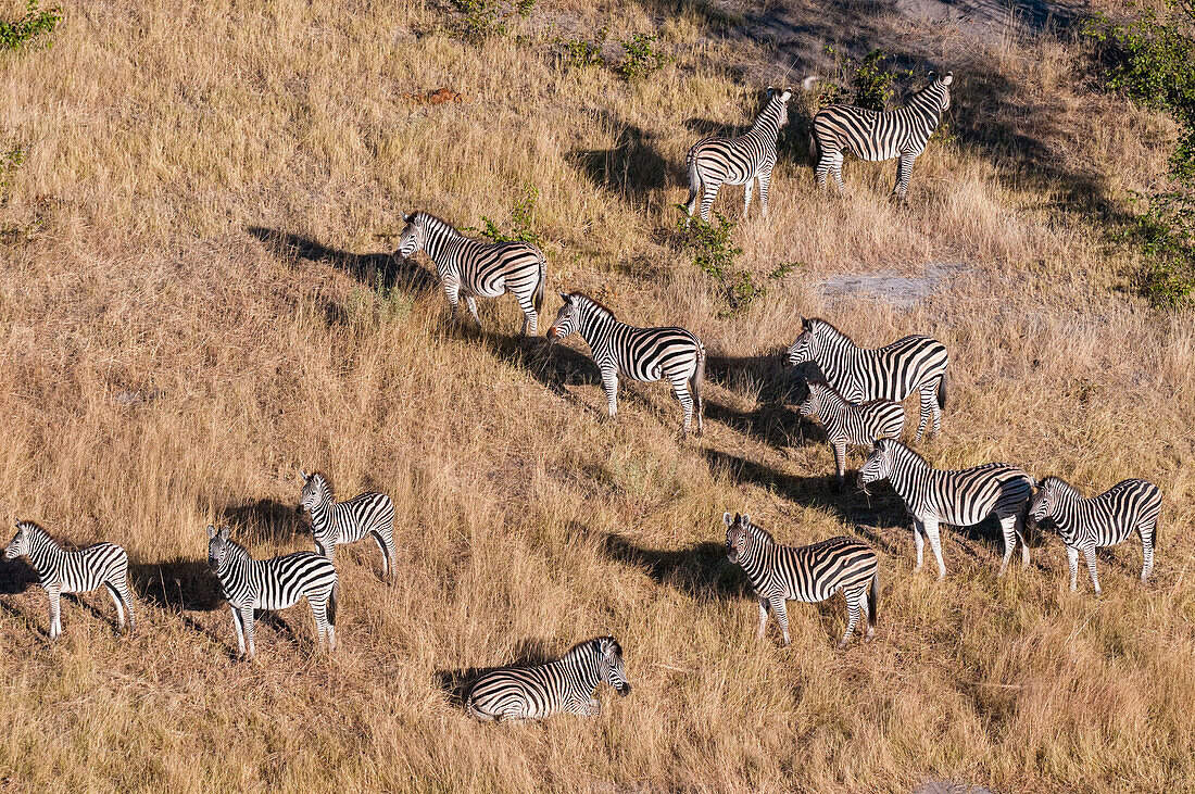 An aerial view of a herd of plains zebras, Equus quagga. Okavango Delta, Botswana.