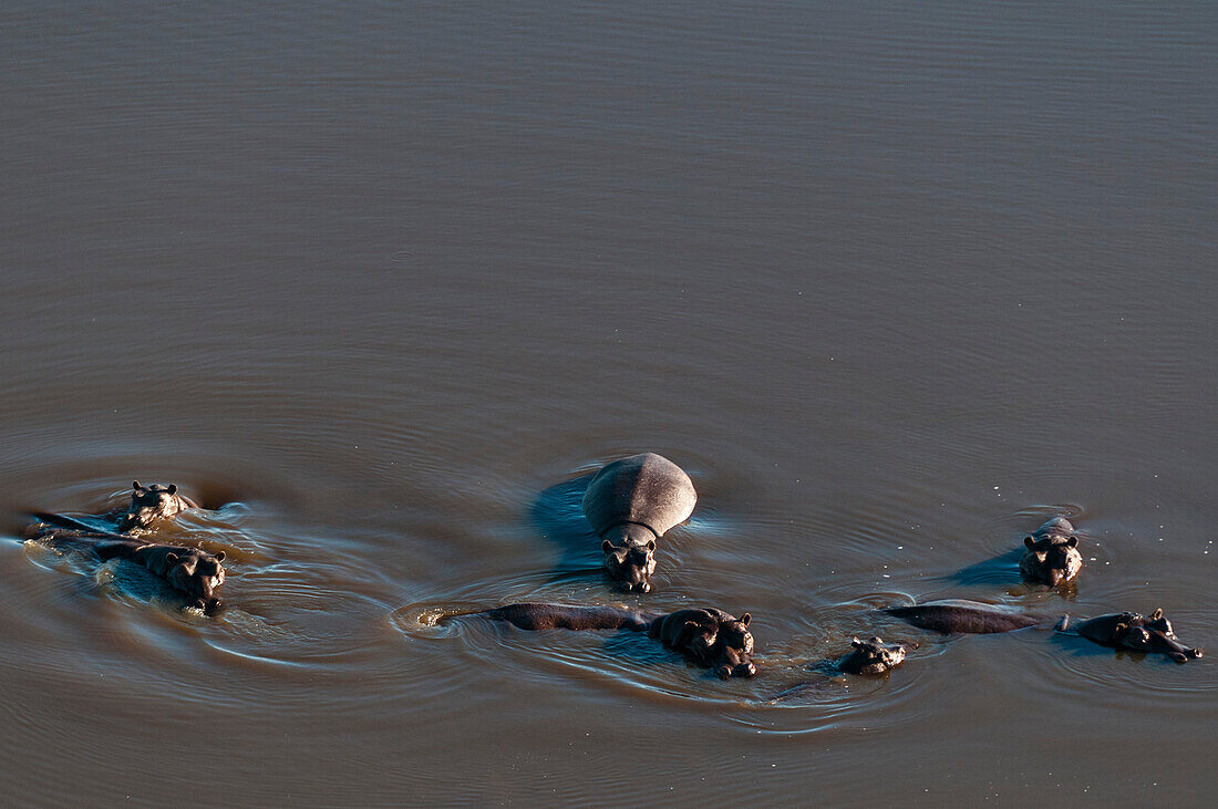 Aerial view of hippopotamuses, Hippopotamus amphibius, in water. Okavango Delta, Botswana.