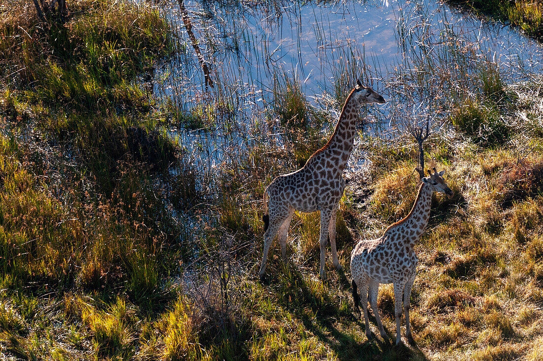 An aerial view of two southern giraffes, Giraffa camelopardalis. Okavango Delta, Botswana.