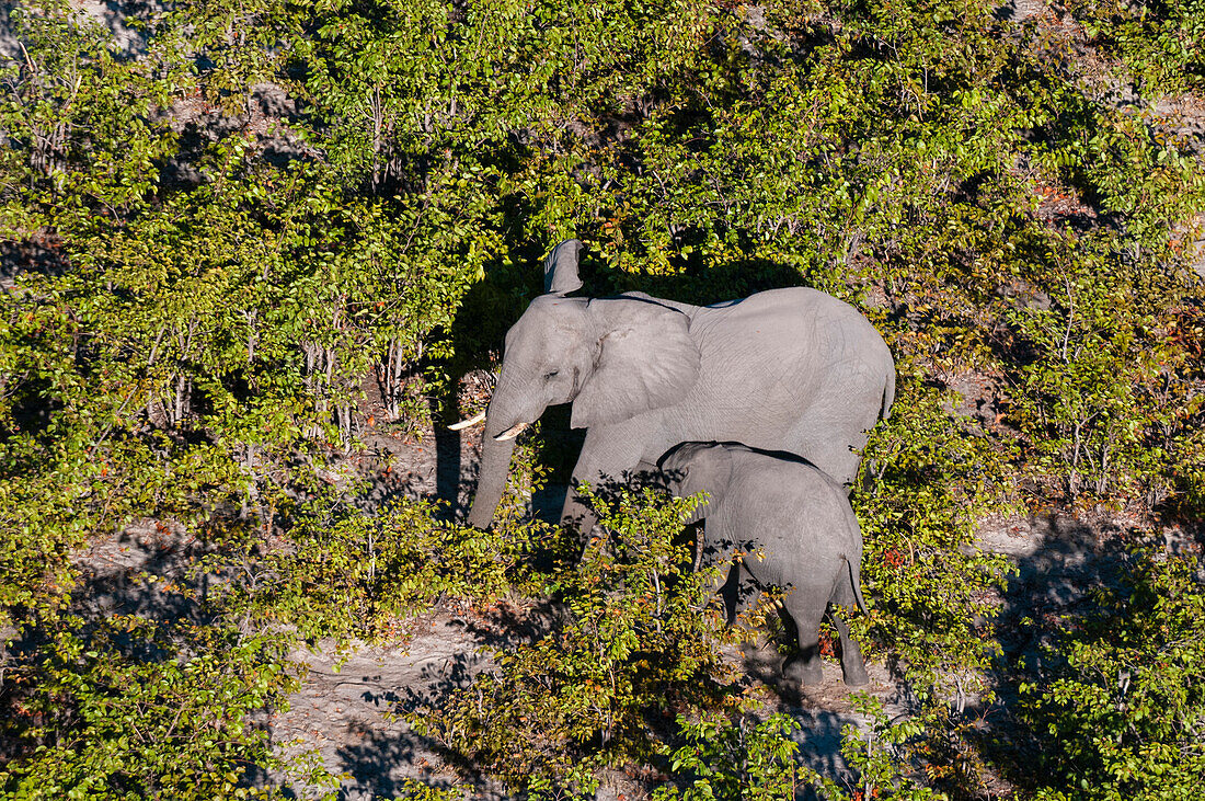Luftaufnahme eines Afrikanischen Elefanten, Loxodonta africana, und eines Jungtieres zwischen Bäumen. Okavango-Delta, Botsuana.