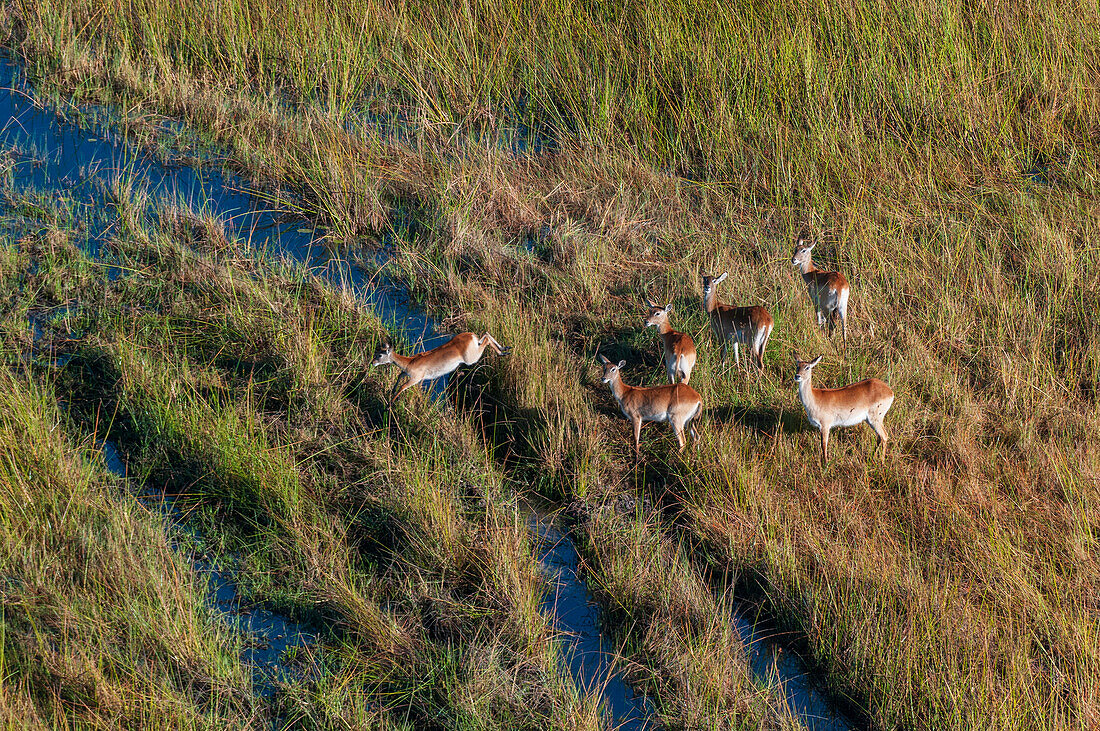 Aerial view of a group of red lechwe, Kobus leche, crossing creeks in a grassland. Okavango Delta, Botswana.