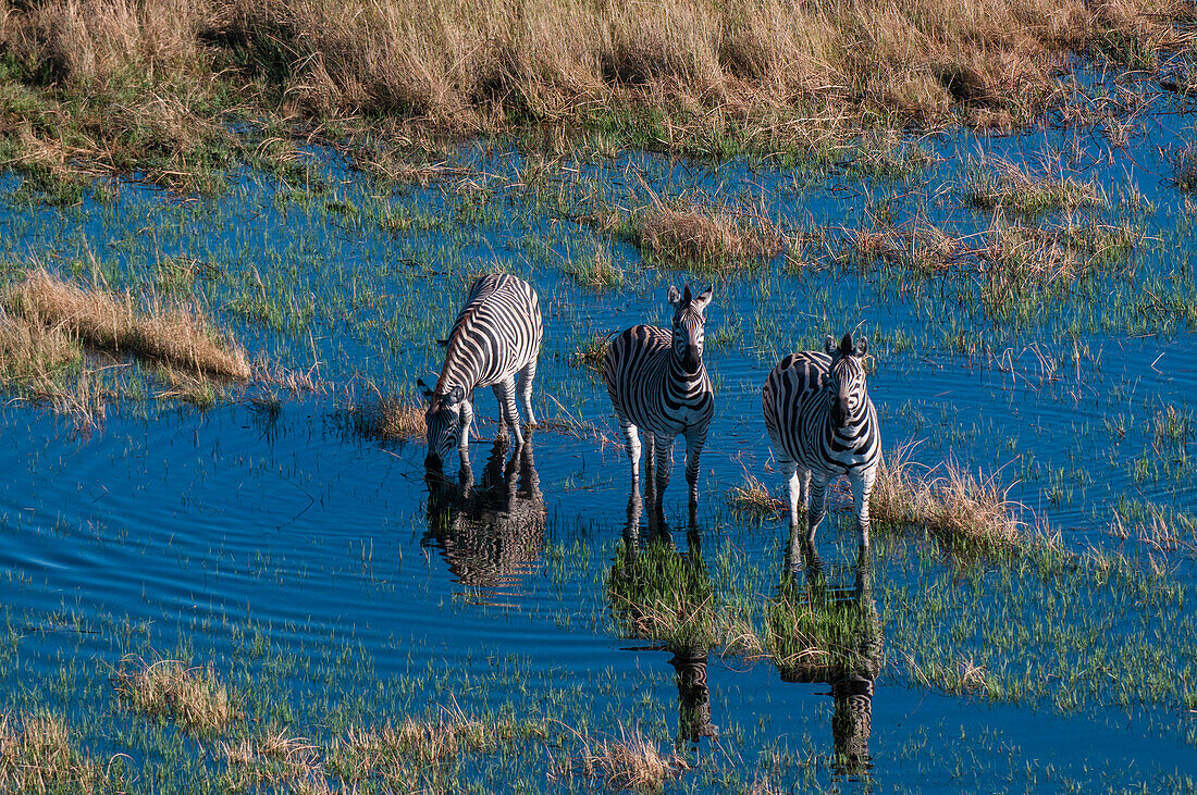 Luftaufnahme von Steppenzebras, Equus quagga, die in einer Flutebene spazieren gehen. Okavango-Delta, Botsuana.