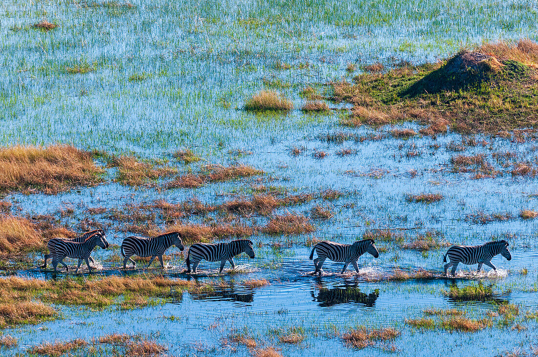 Luftaufnahme von Steppenzebras, Equus quagga, die in einer Flutebene spazieren gehen. Okavango-Delta, Botsuana.