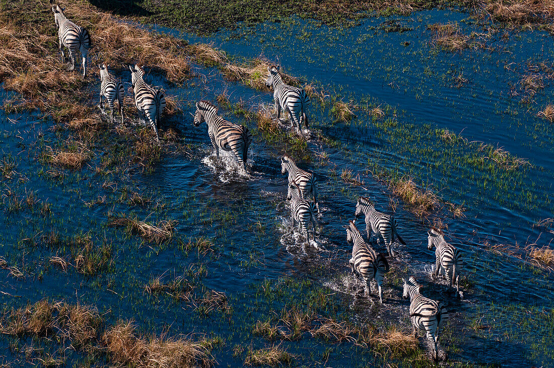 Luftaufnahme von Steppenzebras, Equus quagga, die in einem Überschwemmungsgebiet spazieren gehen. Okavango-Delta, Botsuana.