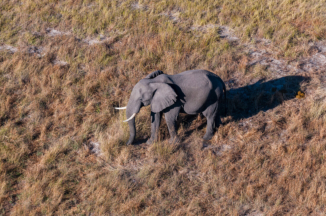 An aerial view of an African elephant, Loxodonda africana. Okavango Delta, Botswana.