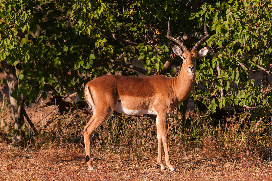 Porträt eines Impalas, Aepyceros melampus, der in die Kamera schaut. Mashatu-Wildreservat, Botsuana.