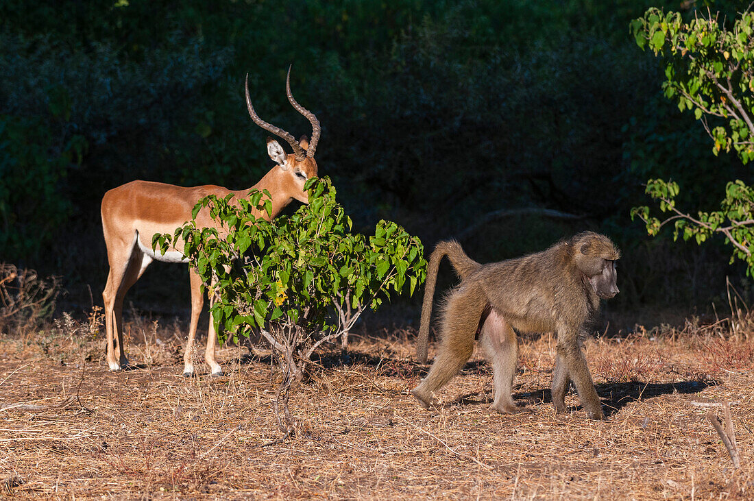 Ein Impala, Aepyceros melampus, grast an einem Strauch, während ein Chacma-Pavian, Papio ursinus, vorbeiläuft. Mashatu-Wildreservat, Botsuana.