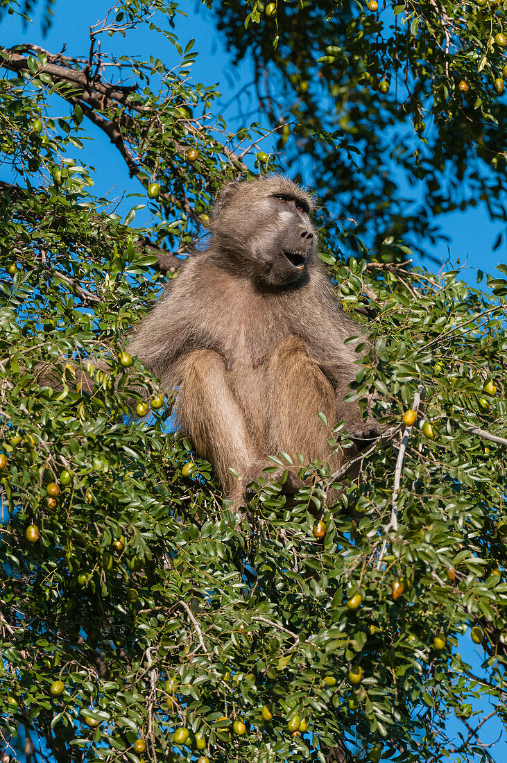 Ein Chacma-Pavian, Papio ursinus, sitzt in einer Baumkrone. Mashatu-Wildreservat, Botsuana.
