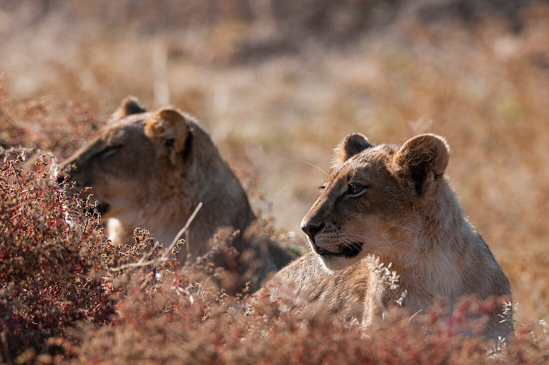 A pair of lions, Panthera leo, resting. Mashatu Game Reserve, Botswana.