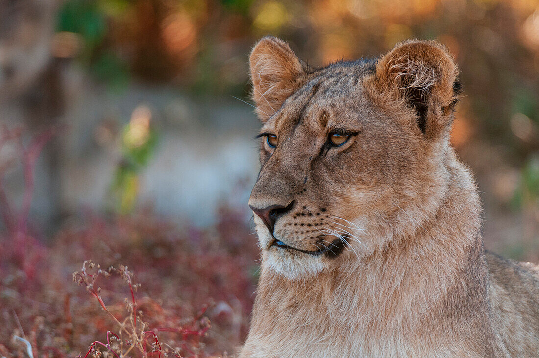 Close up portrait of a lion, Panthera leo. Mashatu Game Reserve, Botswana.