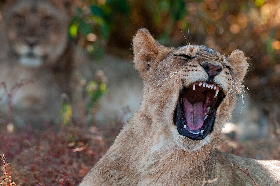 Nahaufnahme eines Löwen, Panthera leo, der gähnt. Mashatu-Wildreservat, Botsuana.