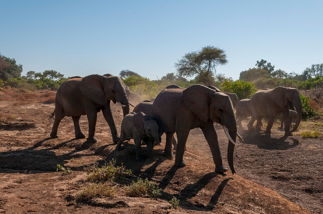 Eine Herde afrikanischer Elefanten, Loxodonta africana, in Bewegung. Mashatu-Wildreservat, Botsuana.