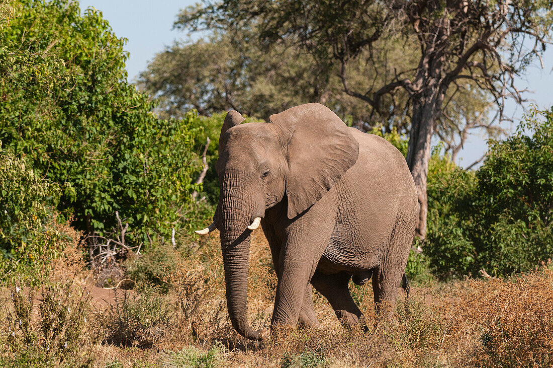 Porträt eines afrikanischen Elefanten, Loxodonta africana. Mashatu-Wildreservat, Botsuana.