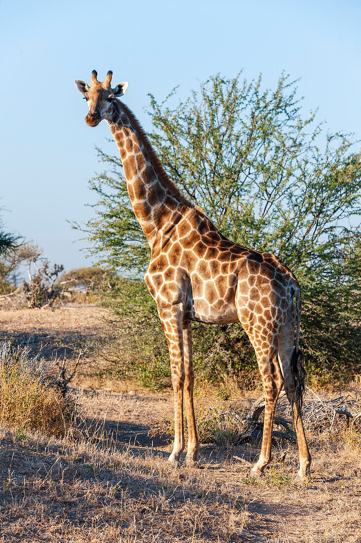 Porträt einer Südlichen Giraffe, Giraffa camelopardalis, die in die Kamera schaut. Mashatu-Wildreservat, Botsuana.