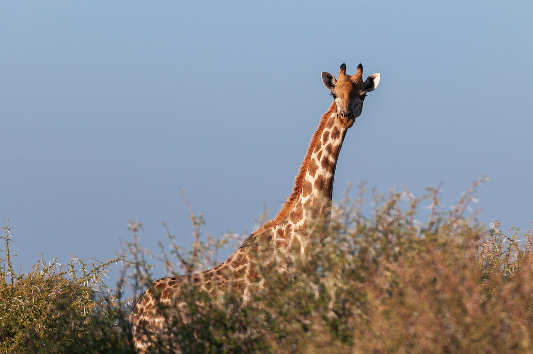 Eine Südliche Giraffe, Giraffa camelopardalis, schaut über die Wipfel der Bäume. Mashatu-Wildreservat, Botsuana.