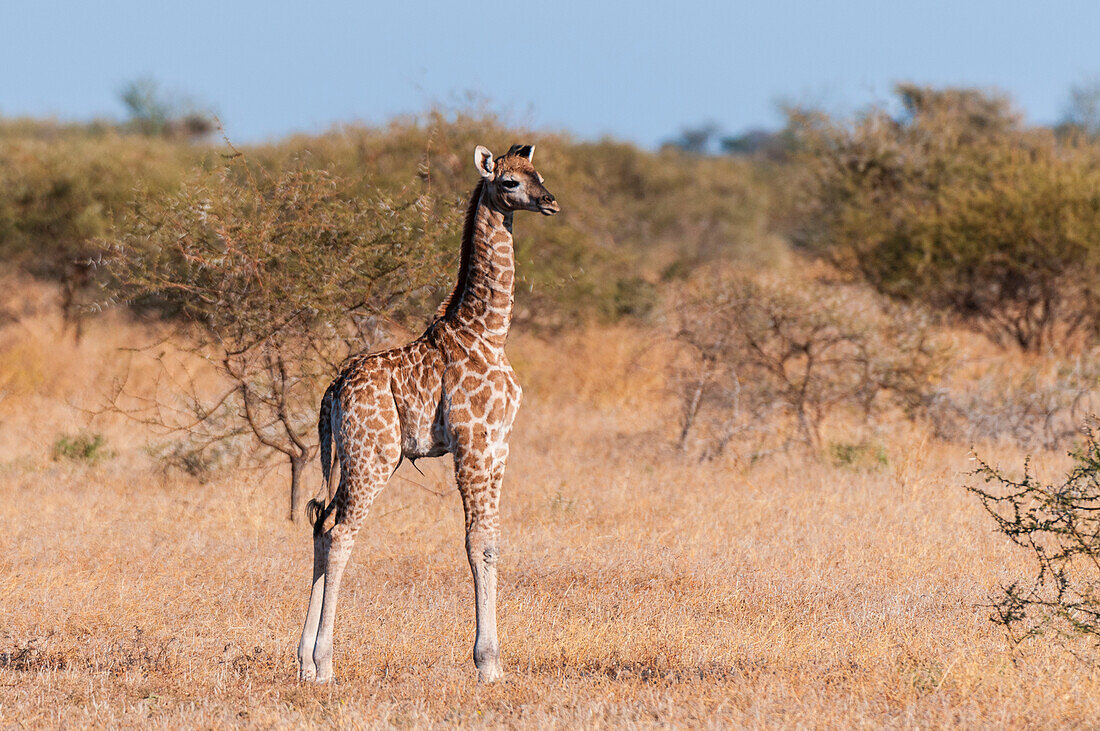 Porträt einer eine Woche alten neugeborenen Südlichen Giraffe, Giraffa camelopardalis. Mashatu-Wildreservat, Botsuana.