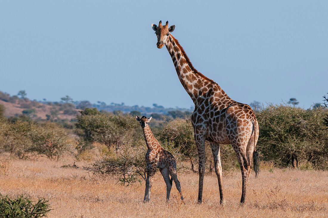 Eine südliche Giraffe, Giraffa camelopardalis, und ihr eine Woche altes Neugeborenes schauen in die Kamera. Mashatu-Wildreservat, Botsuana.
