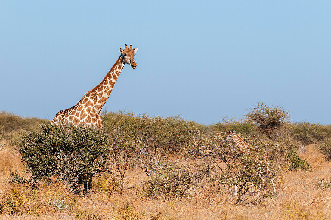 A southern giraffe, Giraffa camelopardalis, and her one-week-old calf. Mashatu Game Reserve, Botswana.