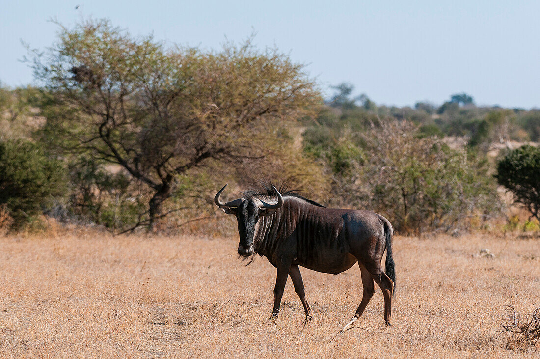 Portrait of a male blue wildebeest, Connochaetes taurinus. Mashatu Game Reserve, Botswana.