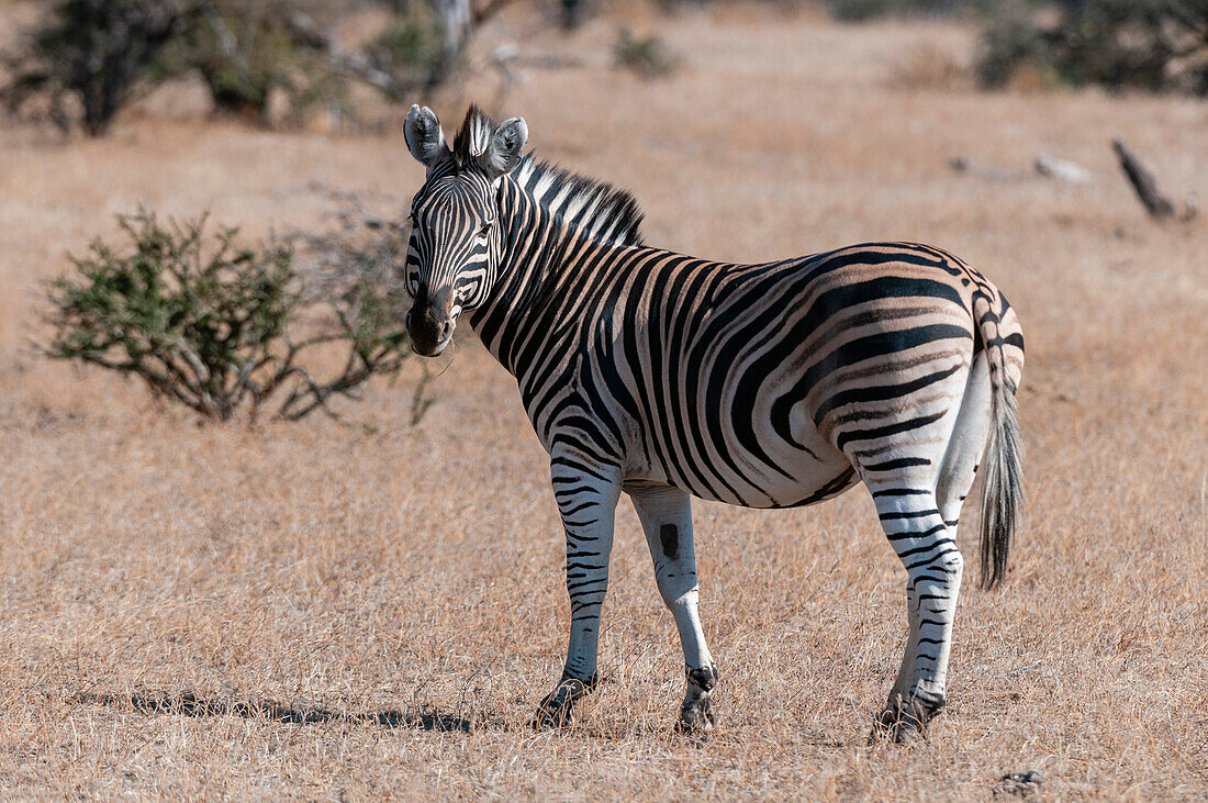 Porträt eines Steppenzebras, Equus quagga. Mashatu-Wildreservat, Botsuana.