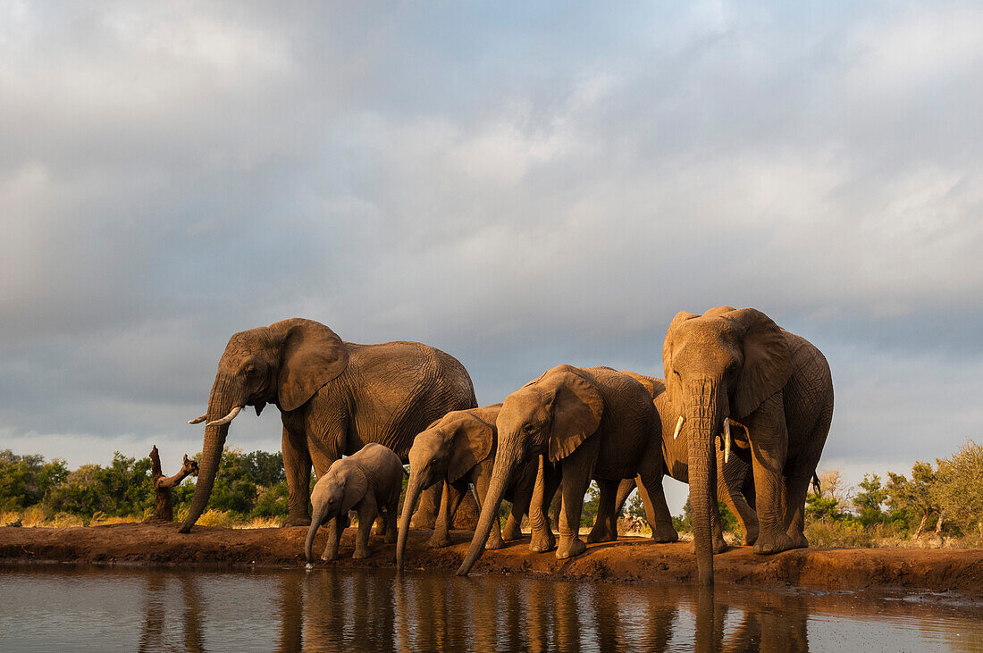 A herd of African elephants, Loxodonta africana, drinking. Mashatu Game Reserve, Botswana.