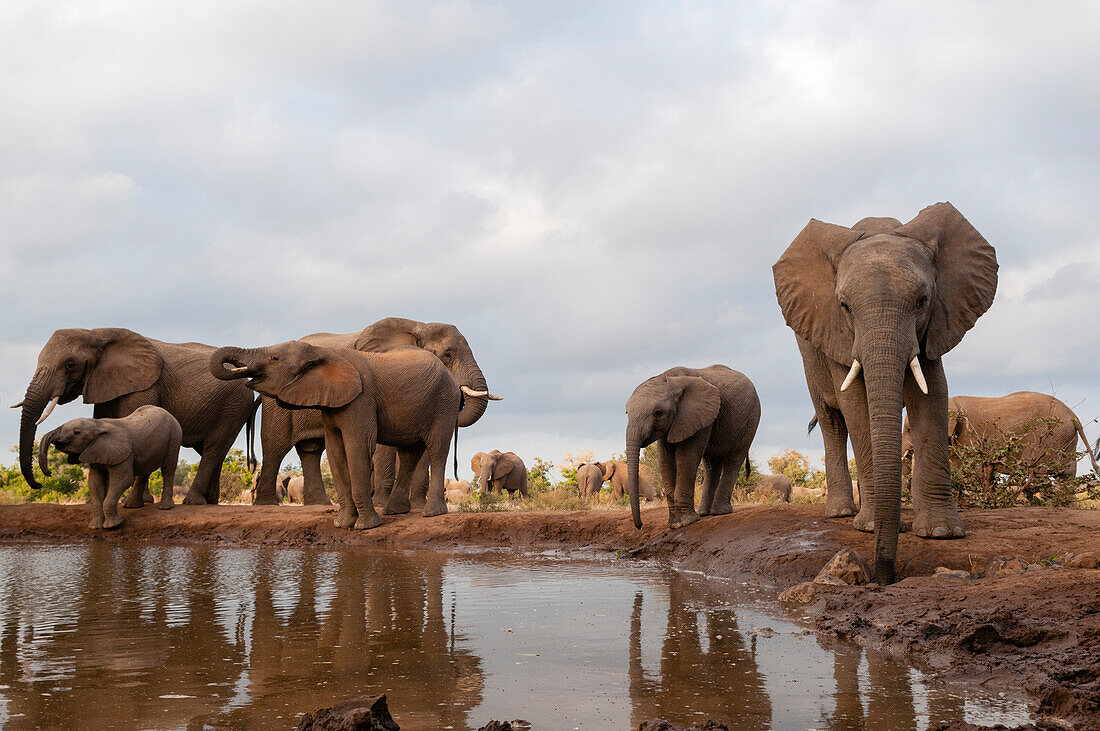 Eine Herde afrikanischer Elefanten, Loxodonta africana, beim Trinken. Mashatu-Wildreservat, Botsuana.