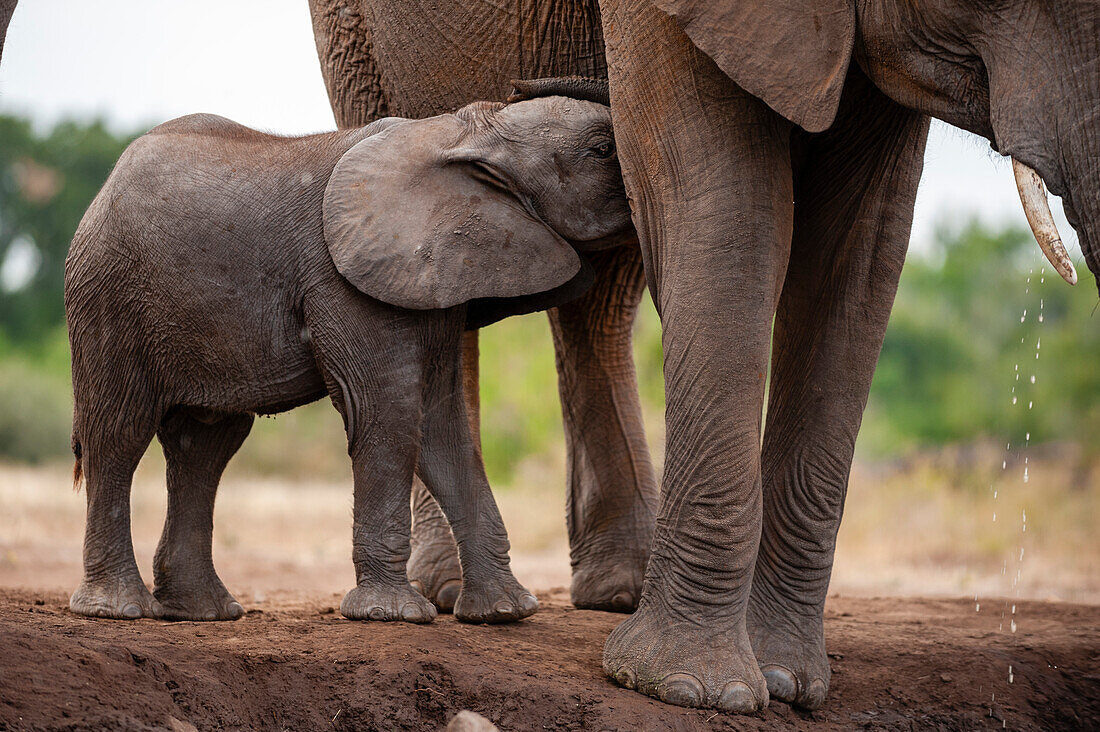 An African elephant calf, Loxodonta africana, nursing. Mashatu Game Reserve, Botswana.
