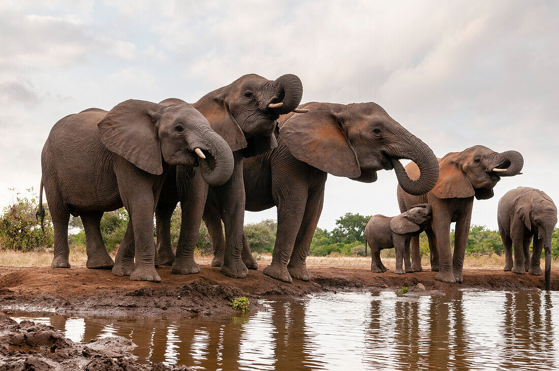 Eine Herde afrikanischer Elefanten, Loxodonta africana, beim Trinken. Mashatu-Wildreservat, Botsuana.