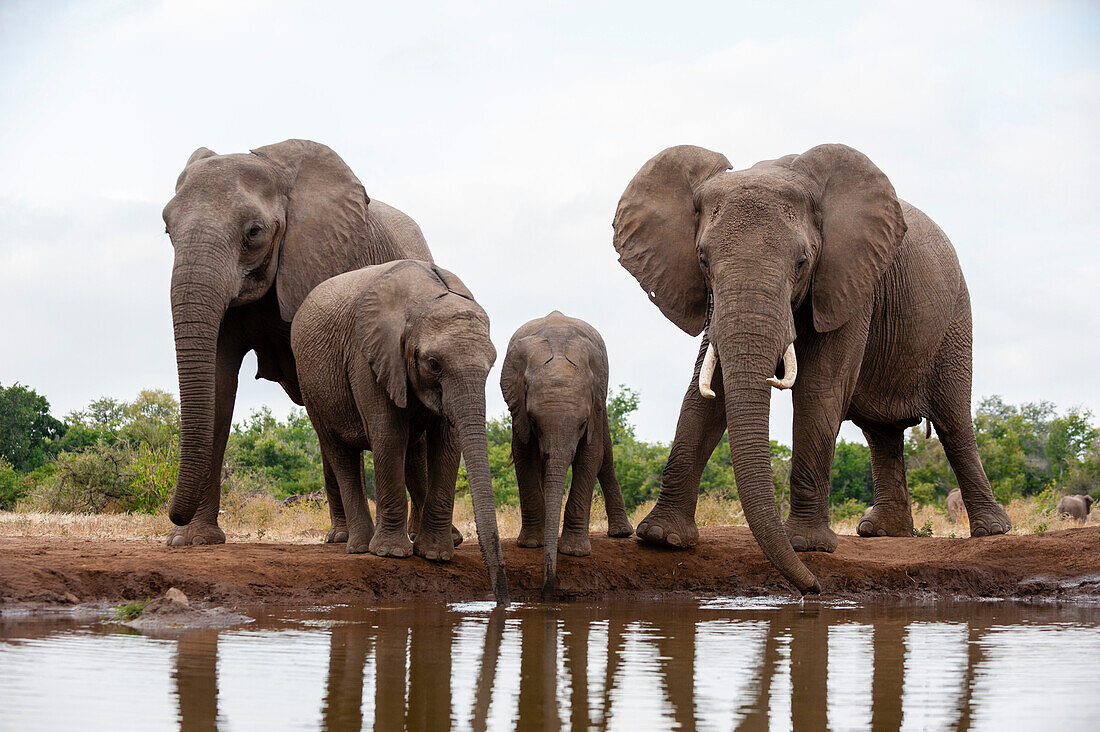 Eine Herde afrikanischer Elefanten, Loxodonta africana, beim Trinken. Mashatu-Wildreservat, Botsuana.