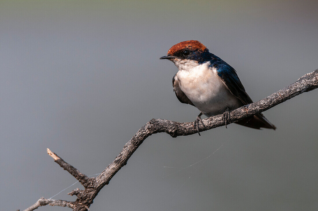Portrait of a wire-tailed swallow, Hirundo smithii, perching on a branch. Chobe National Park, Botswana.