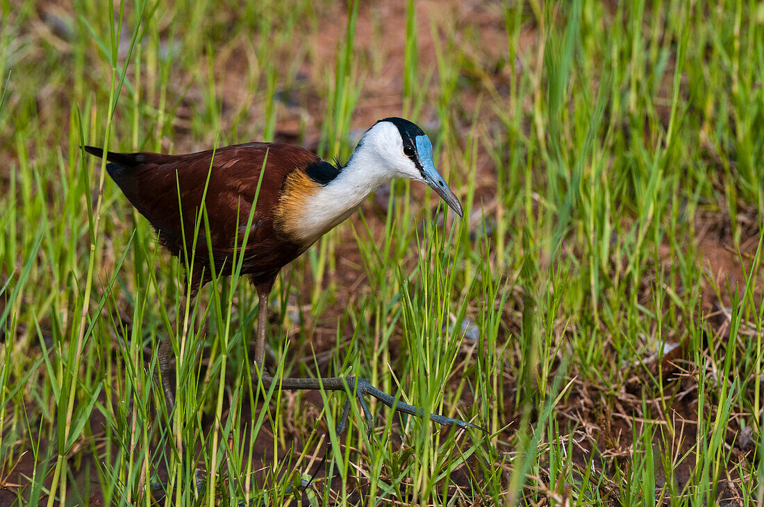 Ein afrikanischer Jacana, Actophilornis africanus, auf der Jagd im Gras. Chobe-Nationalpark, Botsuana.