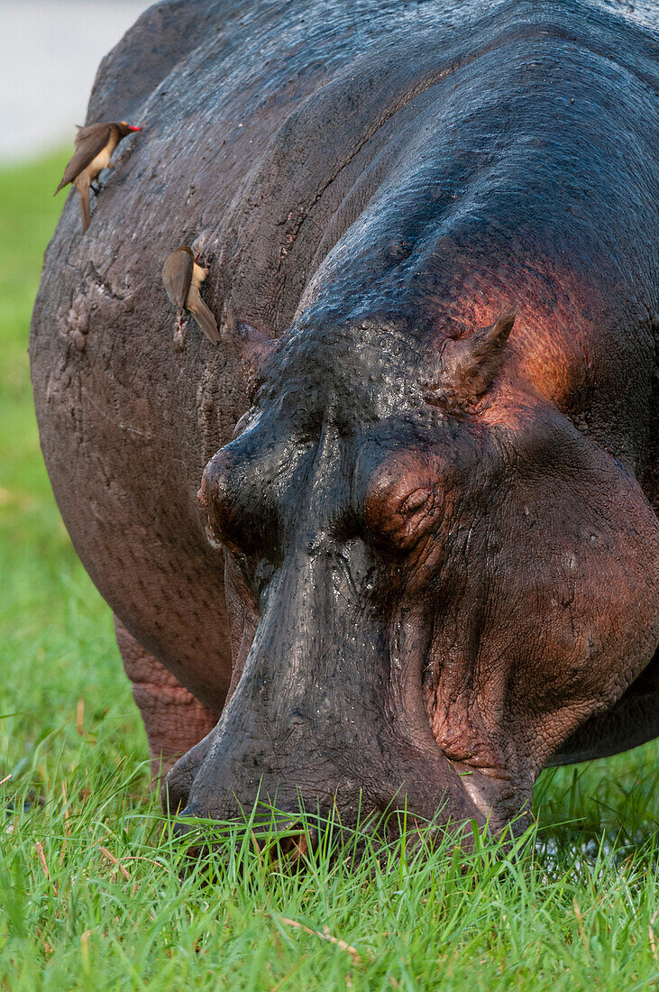 Close up of a hippopotamus, Hippopotamus amphibius, grazing on a grass island. Chobe River, Chobe National Park, Botswana.
