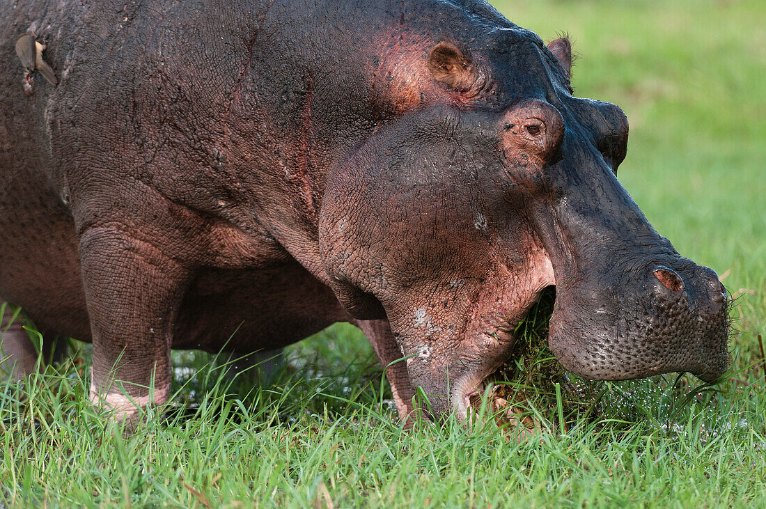 Nahaufnahme eines Nilpferdes, Hippopotamus amphibius, beim Grasen. Chobe-Nationalpark, Botsuana.